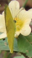 Eurema hecabe solifera