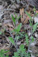 Arabidopsis arenosa arenosa
