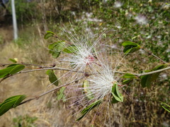 Calliandra coriacea