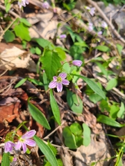 Claytonia caroliniana