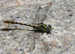 Ophiogomphus bison