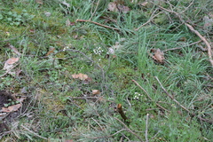 Arabidopsis arenosa arenosa