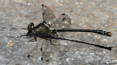 Octogomphus specularis