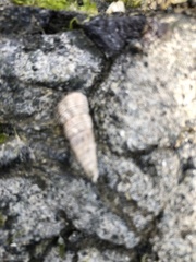 Batillaria attramentaria