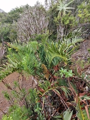 Encephalartos trispinosus
