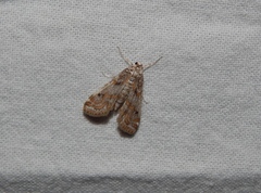 Parapoynx fluctuosalis