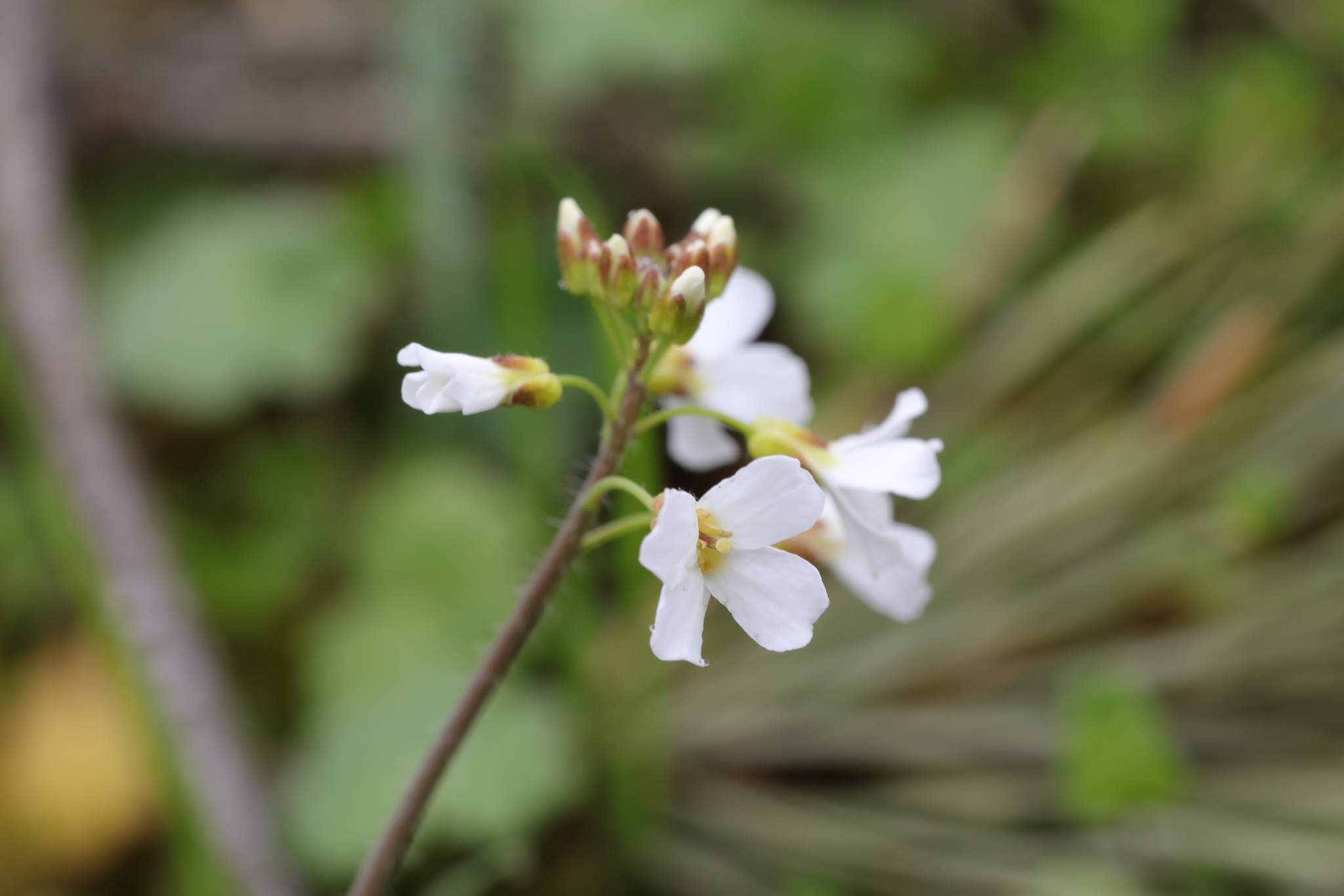 Arabidopsis arenosa ssp. arenosa