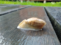 Drusia ibera