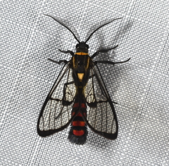 Argyroeides sanguinea