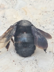 Xylocopa fimbriata