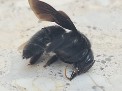 Xylocopa fimbriata