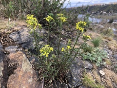 Erysimum crepidifolium