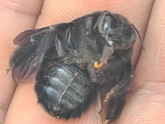 Xylocopa fimbriata