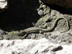 Podarcis muralis