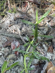 Blutaparon vermiculare