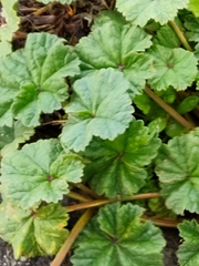 Malva neglecta