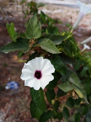 Ipomoea anisomeres