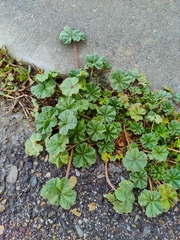 Malva neglecta