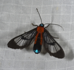 Cosmosoma oroyana