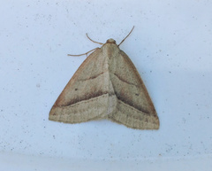 Petrophora chlorosata