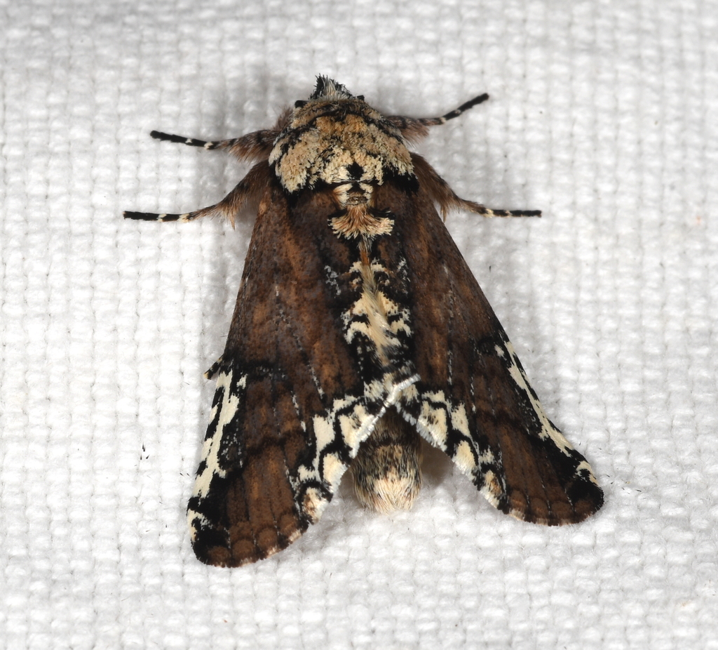 Chadisrochroa schausia