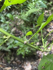 Struchium sparganophorum