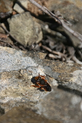 Rhodanthidium