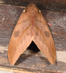 Automeris nebulosa