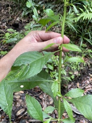 Struchium sparganophorum