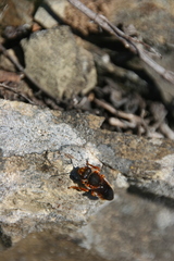 Rhodanthidium