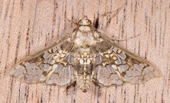 Megastes praxiteles