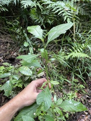 Struchium sparganophorum