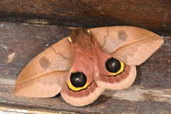 Automeris nebulosa