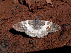 Polyctor polyctor