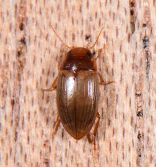 Copelatus debilis