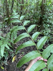 Meniscium reticulatum