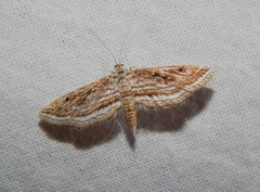 Parapoynx fluctuosalis