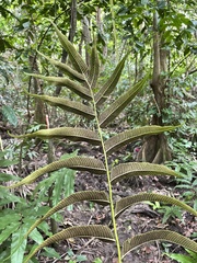 Meniscium reticulatum