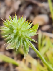 Ceratocephala testiculata