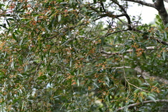 Banara parviflora