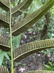 Meniscium reticulatum