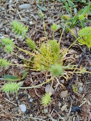 Ceratocephala testiculata