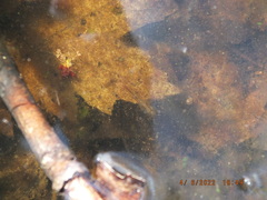 Eubranchipus neglectus