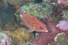 Sargocentron caudimaculatum