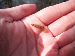 Eubranchipus neglectus