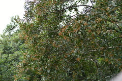 Banara parviflora