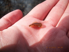 Eubranchipus neglectus