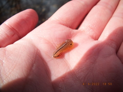 Eubranchipus neglectus