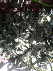 Stachys byzantina