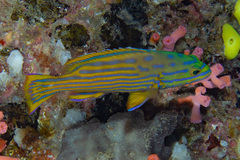 Cephalopholis polleni